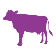 Calving Solutions